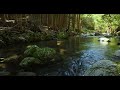 4K video + natural environmental sounds / Mie Okukouchi River murmuring and bird voices
