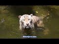 ✔️ African Wildlife Video Download African Wildlife Scenes Video✔️