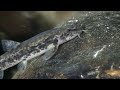 The Stream - Ecosystem in Jeopardy | Free Documentary Nature