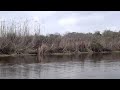 Blue heron on Armand Bayou