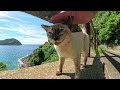 Jealous Siamese cat chases away other cats to monopolise humans