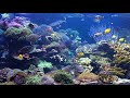 Superbe aquarium + Musique zen, relaxation et poissons récifs de corail (F. Amathy)