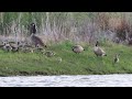 Canada Geese and Baby Goslings!