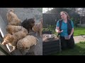 Breeder forced to surrender hundreds of Labradoodles | ABC News