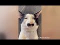 Try Not to Laugh 2024😁 New Funny Dog and Cat Video 😹🐶 Part 28