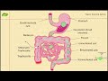 Life cycle of Entamoeba histolytica in Hindi | parasitology | Basic Science Series