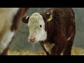 An Orphaned Calf Grieves for the Loss of her Mother 🐮 Wild Tales from the Farm | Smithsonian Channel