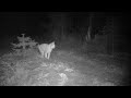 Eurasian lynx and wolf encounter: sequence of camera trap photos