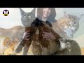Maine Coon Cat - Everything you need to know