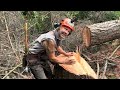 How to Cut a leaning tree down, Pro faller tips.