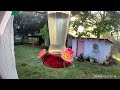 Hummingbirds at the feeder, compilation.