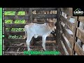 FAZENDA LUXUOSA / PORTEIRA FECHADA / VÍDEO SOLO E DRONE / 190.0800 HA / VALOR R$3.700.000.00