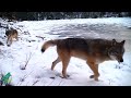 Stunning footage of wolf pack in northern Minnesota