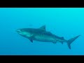 Diving with sharks at Elphinstone