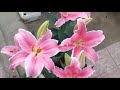 mekarnya bunga Lily impor_wangi guys!vlog_13