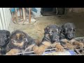gsd puppies for sale in latur contact 9405004704 #shorts