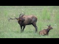 Elk herd in Cherokee, NC
