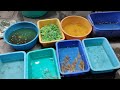pet shops | fish | birds @ Chennai kolathur| cheap and best pet products
