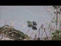 Dipper On The River Monnow In The River Wye Valley | Monmouth Town Nature