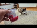 Lucky Husky Gets To Open Up His Mail