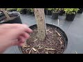 How to grow a Weeping Willow - Salix babylonica - Fast Growing Graceful Tree