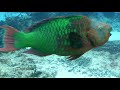 4K - Beautiful ocean clown fish turtle aquarium -  Relaxing and sleeping music