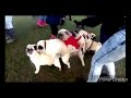 YouTube Rewind Will Smith Meme | Pug love