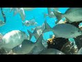 Alligator Reef Snorkel - Lighthouse Dive - Islamorada Florida Keys - Calming Underwater Ocean Scene