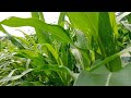 Jagung betras 1 40 HST 🌽 || corn beans 1 40 HST🌽