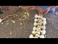 How to Braid Hard Neck Garlic