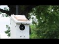 Carolina Chickadee fledging the nest box