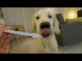 A Day In The Life of Golden Retriever Puppy 💕 4,5 Month Old Golden Retriever's Daily Routine🦮