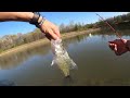 Spring Spinnerbait Fishing! Crushing Bass in Ponds!