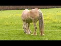 Cream horse on country walk