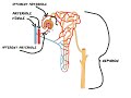 Intro to the Kidney Structure