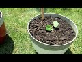 Growing Squash & Zucchini (Cucumber & Melons Too) in Large Containers: Soil Set Up & Planting