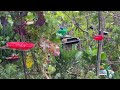 DIY How to Make Bird Feeder for $2 EASY 3 Hanging Styles Birds LOVE, Dollar Tree Store Garden Decor