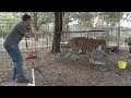 How To Vaccinate Big Cats