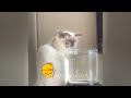 CLASSIC Dog and Cat Videos 🐶😸🐱 1 HOURS of FUNNY Clips 😹
