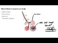 THE RESPIRATORY SYSTEM | Introduction to structures and fucntions