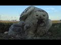 Peace and tranquility in a large family of Snowy Owls