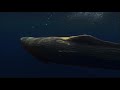 Sperm Whales Dealing : With The Unexpected - Wildlife Documentary