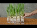 How to grow garlic in plastic bottles with water for many bulbs and large leaves