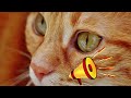 Cat 😺 Sound Effect For Free || Non Copyright || Download Now 🙂 || Free Download Try Again #cat