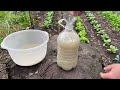 💥Powerful homemade Remedy and Fertilizer for your GARDEN and Tomatoes