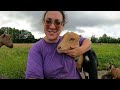 I Bought Some TINY Goats To Fix A BIG Problem | Dairy Goat VLOG