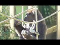 Nene gets angry at mischievous children, and A gentle Shabani who cares about his family. Gorilla.