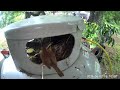 Wrens  building nest in gas tank