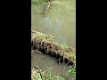 Water snake swarm