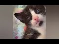 Cute Baby Animals 🌈 Funny and Cute Moment Cats and Dogs 😻🐶 Cutest Animals 2024 #06